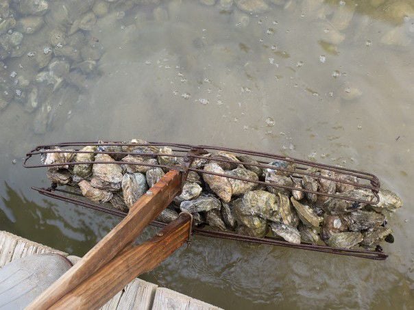 Maryland imposes oyster harvest limits, but drops plan to shorten season